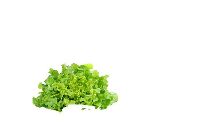 Smacs Lettuice